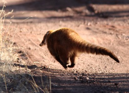 White-Nosed Coati (Nasua narica) (3-9-11) near humboldt cyn, scc, az -05
