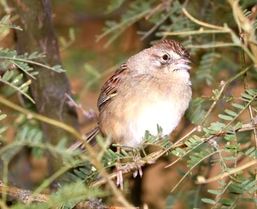867 - BOTTERI'S SPARROW (12-16-2017) lake patagonia estates area, santa cruz co, az -04