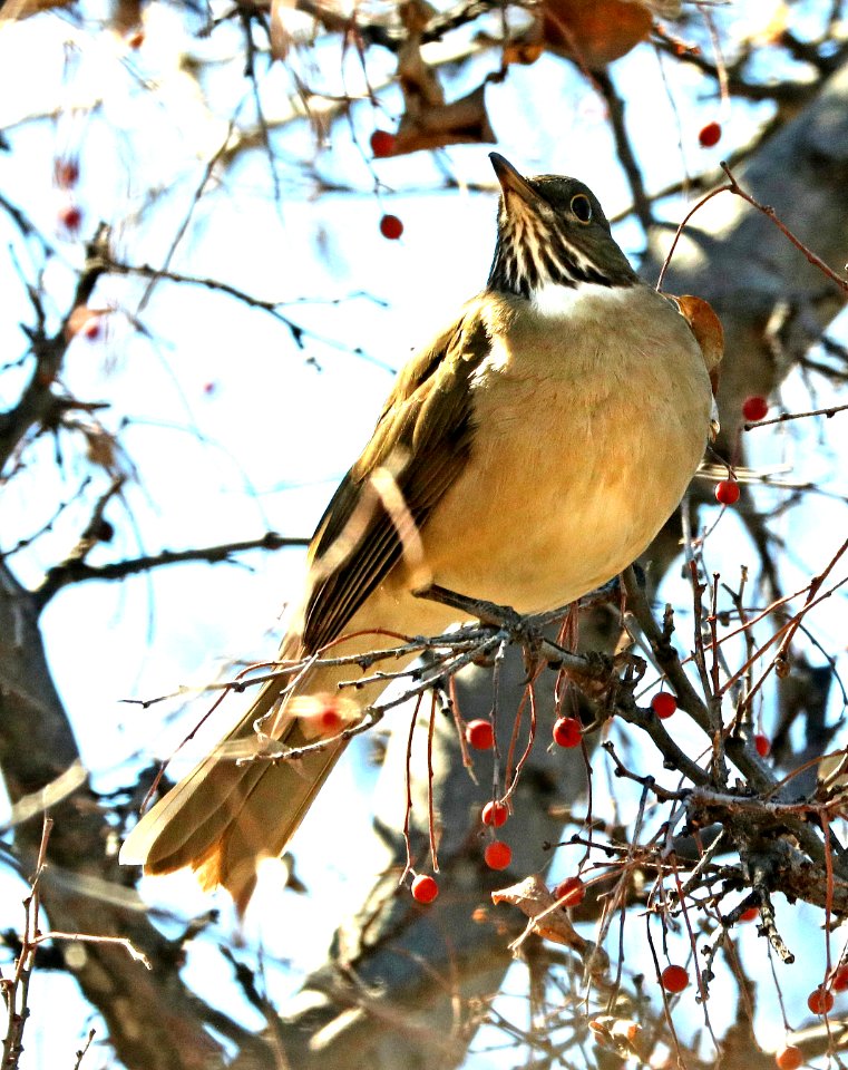754 - WHITE-THROATED THRUSH (2-2012019) proctor trail, madera canyon, pima co, az -09