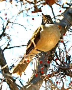 754 - WHITE-THROATED THRUSH (2-2012019) proctor trail, madera canyon, pima co, az -09