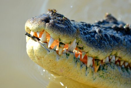 Crocodile teeth photo