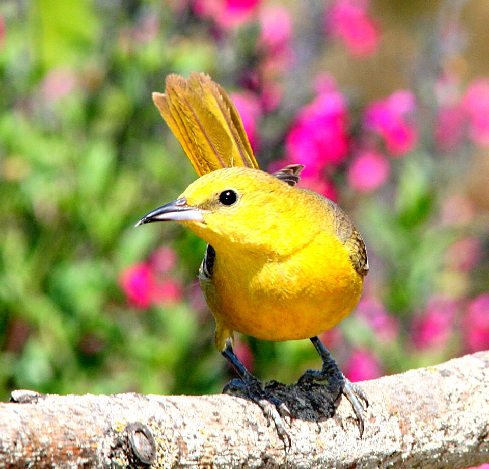 ORIOLE, HOODED (6-17-07)  fem-1