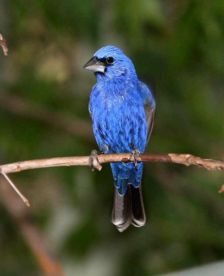 922 - BLUE GROSBEAK (6-17-09) madera cyn