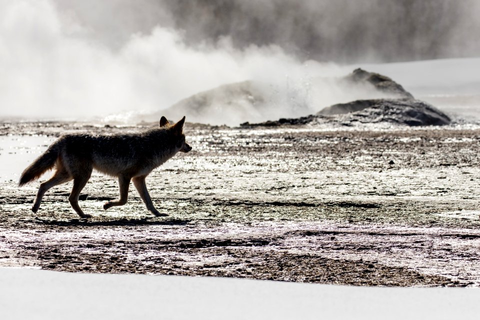 Coyote near Comet Geyser