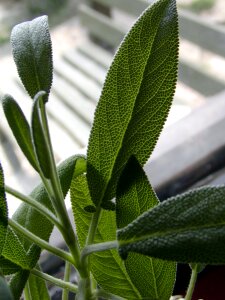 Health shadow green
