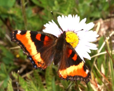 TORTOISESHELL, MILBERT'S (Aglais milberti) (7-20-2020) 10000 ft, bear tooth hwy, park co, wy -02