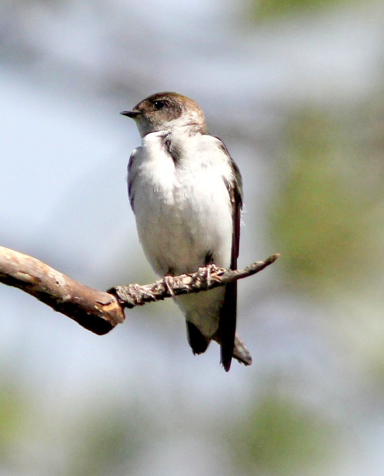 663 - VIOLET-GREEN SWALLOW (6-12-13) north cyn trail, vallecito res, la plata co, co  (3)
