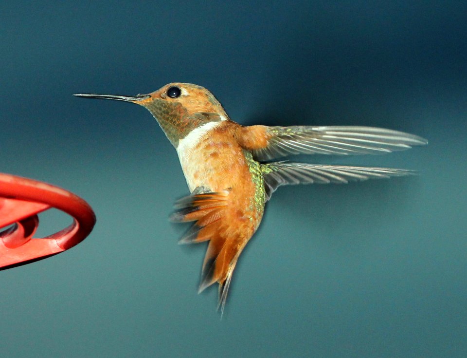 505 - ALLEN'S HUMMINGBIRD (7-11-2014) adult, 78 circulo montana, patagonia lake ranch estates, scc, az  (4)