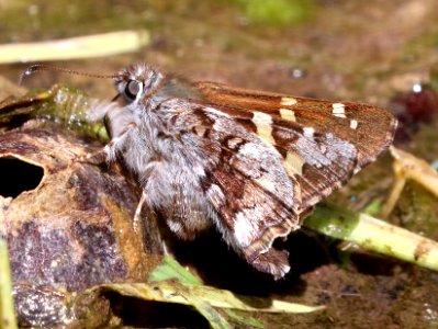 SKIPPER, SHORT-TAILED (Zestusa dorus) (4-19-2020) copper canyon, coronado nat forest, huachuca mts, cochise co, az -01