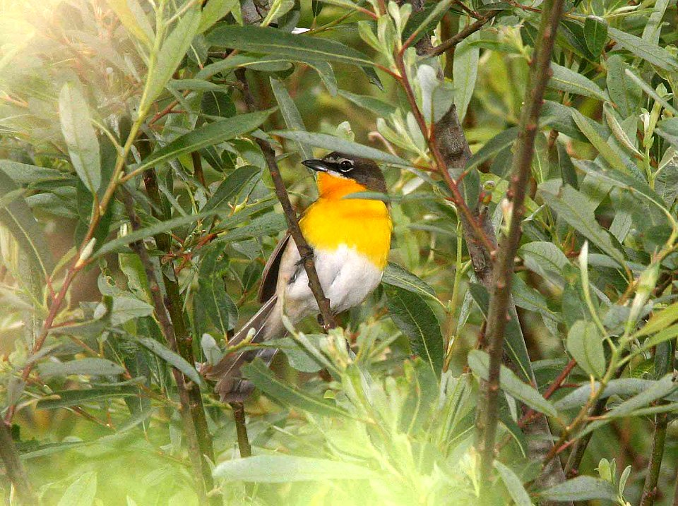 852 - YELLOW-BREASTED CHAT (4-23-09) filiponni -02 (1)