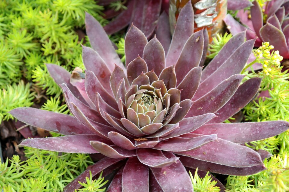 Sempervivum plant garden