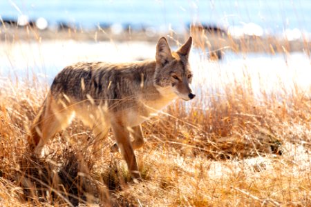 Coyote hunts along the shore of Yellowstone Lake