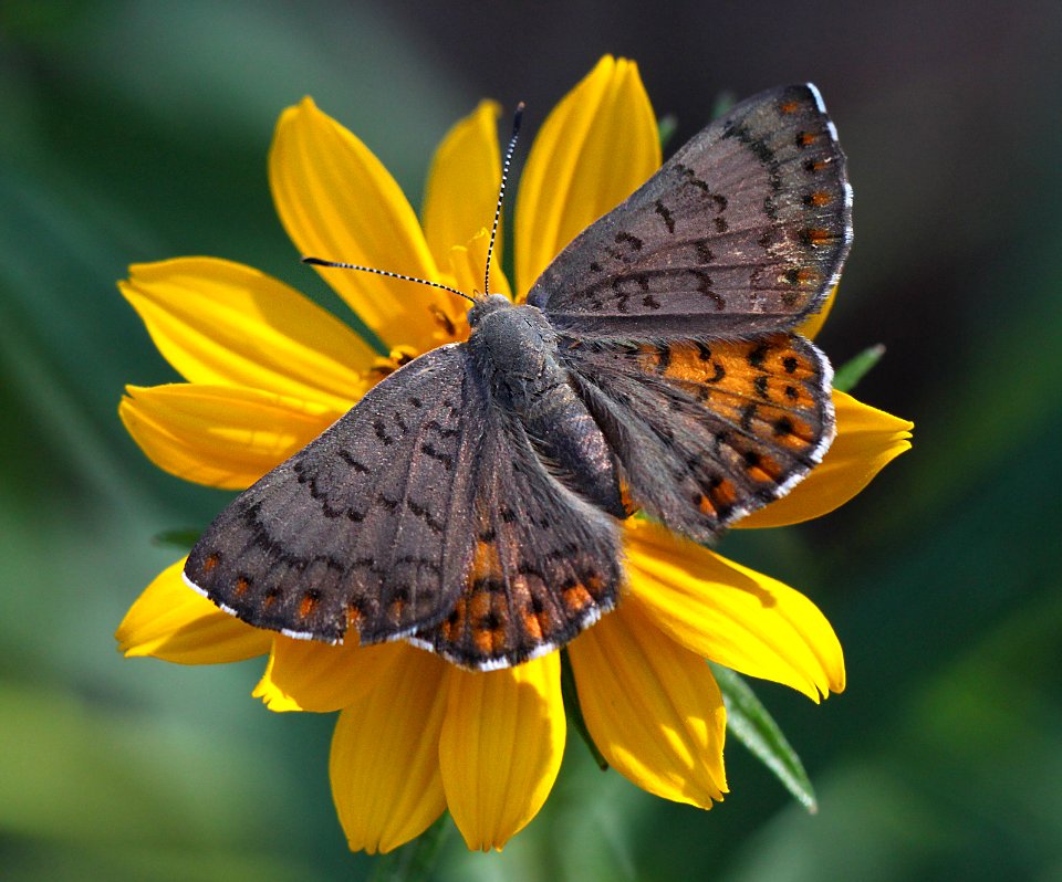 METALMARK, ARES (Emesis ares) (9-4-11) upper humbolt cyn, scc, az -03