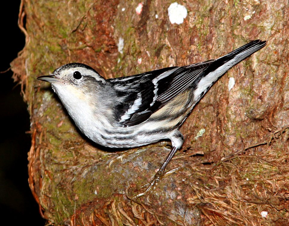 803 - BLACK-AND-WHITE WARBLER (2-24-13) hillsborough co, fl   (1)