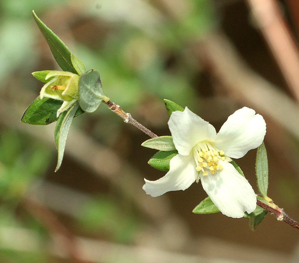 DESERT SNOW (Philadelphus microphyllus) (8-12-2018) upper humboldt canyon, patagonia mts, santa cruz co, az (1)