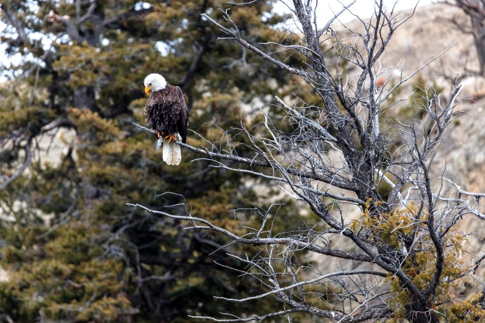 Bald Eagle looks for prey near Gardner Canyon