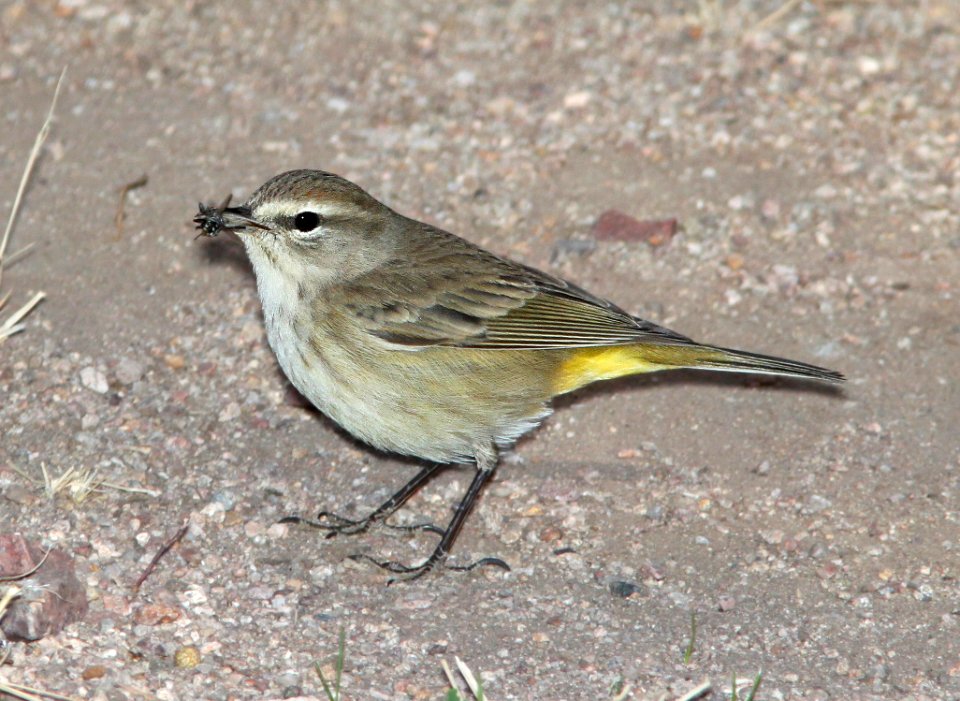 833 - PALM WARBLER (12-15-10) kino springs, scc, az - (4)