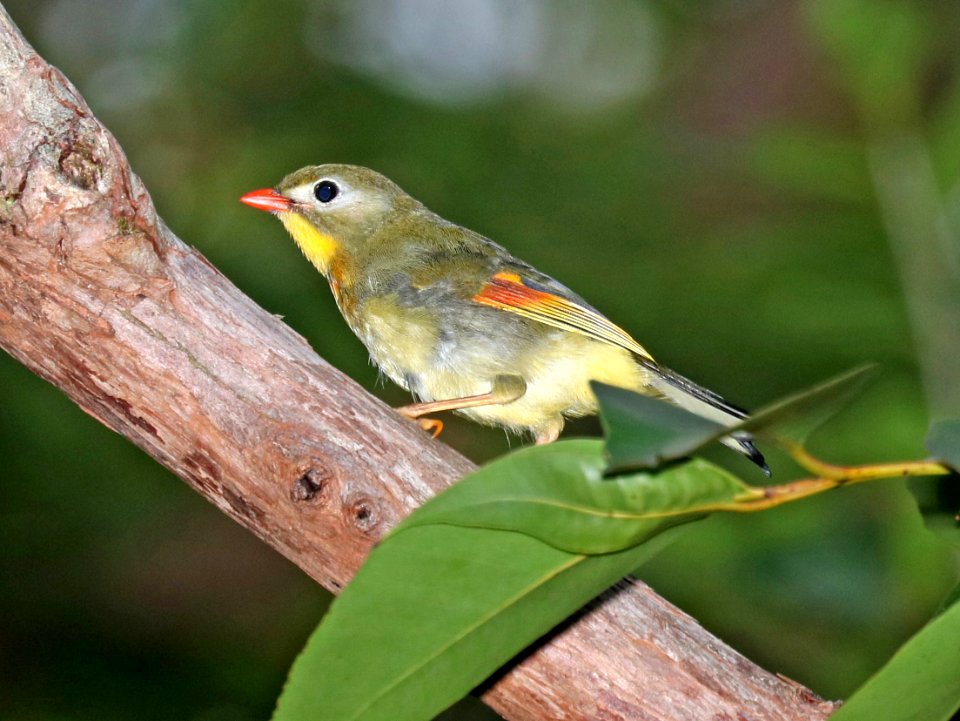 RED-BILLED LEIOTHRIX (9-18-2017) aiea loop trail, keaiwa heiau recreation area, honolulu co, hawaii -01