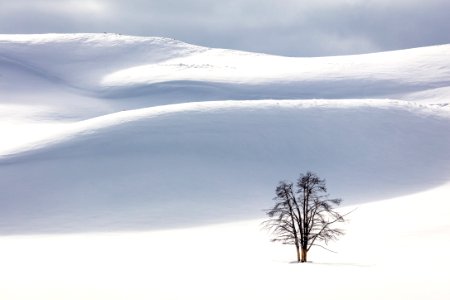 Black tree and white landscape in Hayden Valley photo