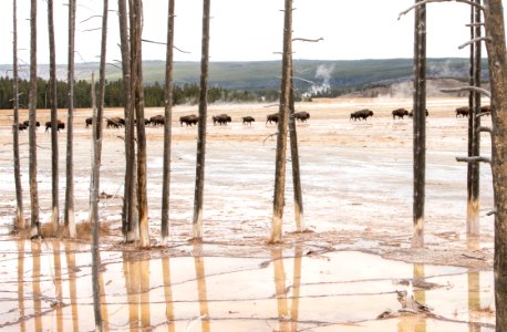 Bison at Fountain Paint Pots