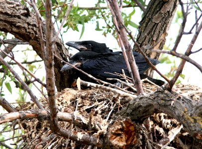 653 - COMMON RAVEN (6-7-09) nest with 2 young, carrizo plain nat mon, slo co, ca (2)