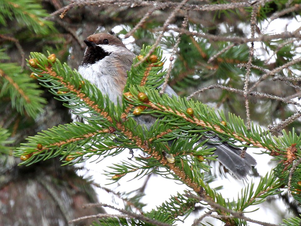 676 - BOREAL CHICKADEE (6-3-2015) oxford co, maine (2)