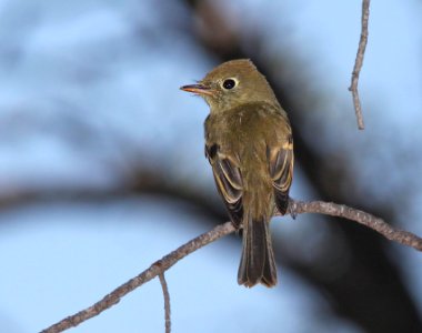FLYCATCHER, CORDILLERAN (9-4-11) probable by habitat, upper humbolt cyn, scc, az -01