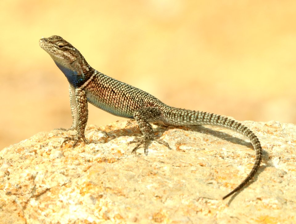 LIZARD, YARROW'S SPINY (Sceloporis jarrovii) (9-13-2019) ramsey canyon, huachuca mts, cochise co, az -01