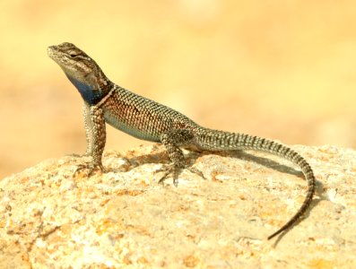 LIZARD, YARROW'S SPINY (Sceloporis jarrovii) (9-13-2019) ramsey canyon, huachuca mts, cochise co, az -01