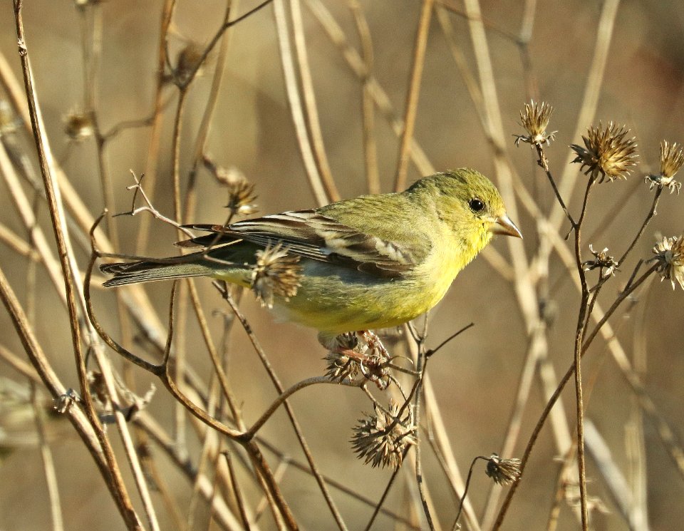 971 - LESSER GOLDFINCH (2-28-2019) san pedro river, san pedro house, cochise co, az -01