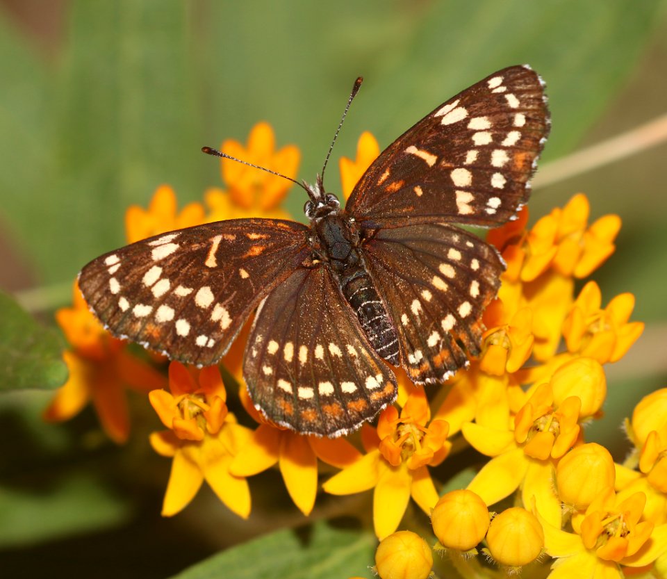 CHECKERSPOT, BLACK (Chlosyne cyneas) (6-14-2020) miller canyon, huachuca mts, cochise co, az -01