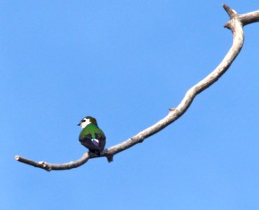 663 - VIOLET-GREEN SWALLOW (5-17-13) lower galina campground, gila mts, nm  (4)