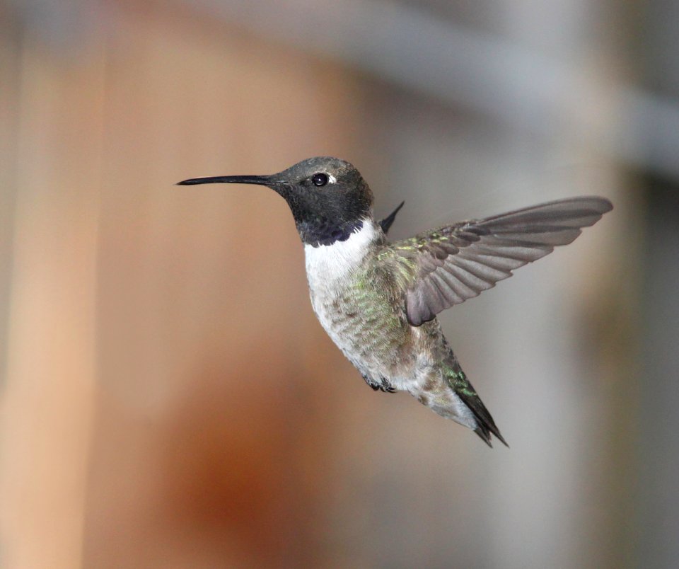 HUMMINGBIRD, BLACK-CHINNED (4-2-11) 78 circulo montana, patagonia lake ranch estates, scc, az -01