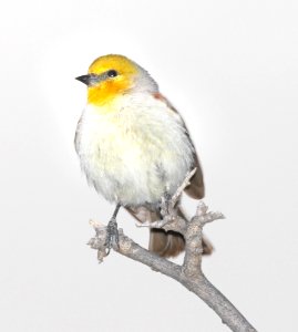 683 - VERDIN (5-4-2015) florida wash, pima co, az -01