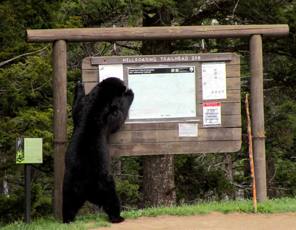 Black Bear on hind legs at Hellroaring Trailhead sign
