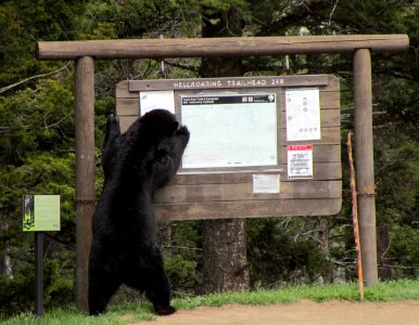 Black Bear on hind legs at Hellroaring Trailhead sign