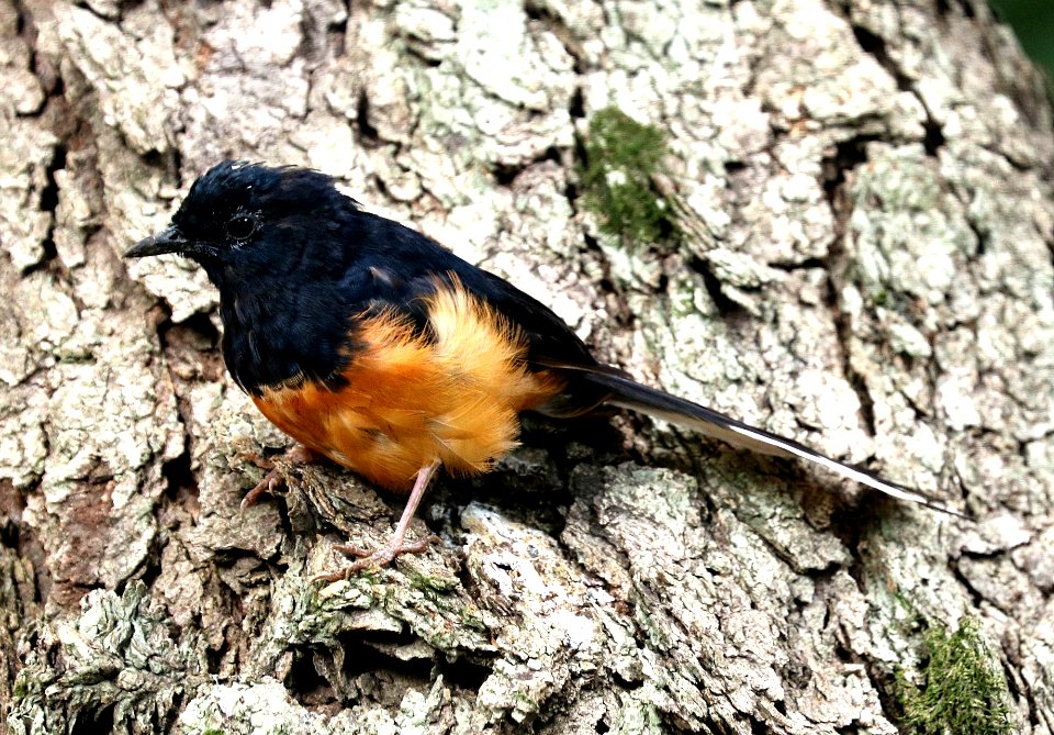 WHITE-RUMPED SHAMA (9-18-2017) foster botanical garden, honolulu, honolulu co, hawaii -06