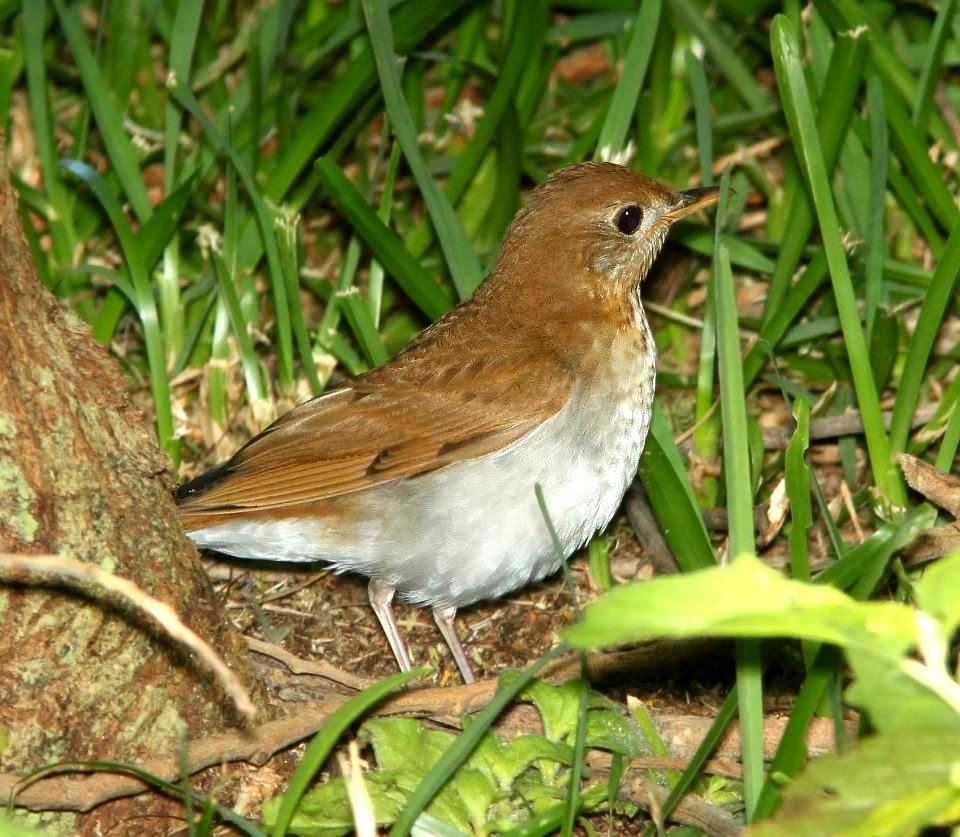 741 - VEERY (4-19-12) convention center, south padre island, tx  (3)