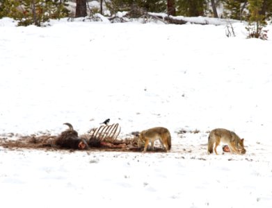 Coyotes feeding on bison carcass