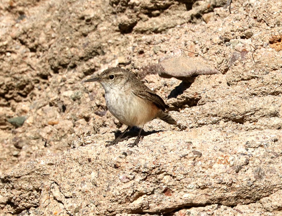 690 - ROCK WREN (3-17-2017) below dam, patagonia lake, santa cruz co, az -02