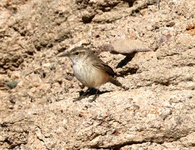 690 - ROCK WREN (3-17-2017) below dam, patagonia lake, santa cruz co, az -02