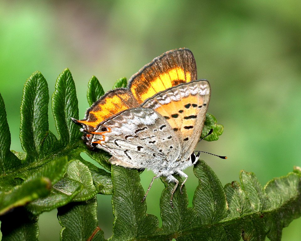 COPPER, TAILED (Lycaena arota)  (8-9-2017) placer co, ca