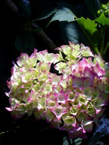 Pink light green