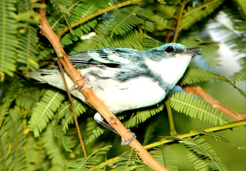 823 - CERULEAN WARBLER (4-19-12) convention center, south padre island, tx (2)
