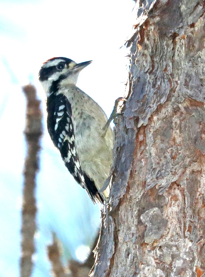 535 - DOWNY WOODPECKER (6-9-2017) patsy pond nature trail, croatan nat forest, carteret co, nc -01