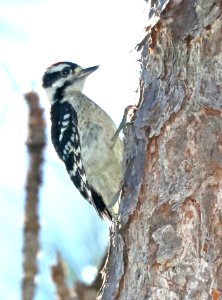 535 - DOWNY WOODPECKER (6-9-2017) patsy pond nature trail, croatan nat forest, carteret co, nc -01
