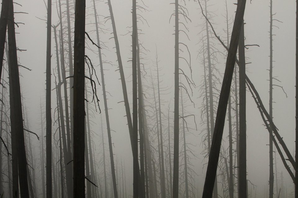 Foggy night on Mt. Washburn