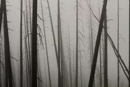 Foggy night on Mt. Washburn