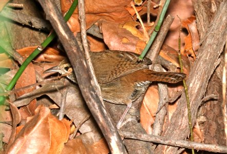 700 - SINALOA WREN (3-3-2016) huachuca canyon, huachuca mts, cochise co, az -01