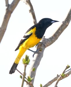 952 - SCOTT'S ORIOLE (3-25-2020) hereford, cochise co, az -01